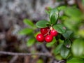 closeup photo of small red cowberry berries on a brunch