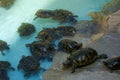 Closeup photo of small turtles