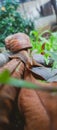 Closeup photo of snail walking above rusty iron bar Royalty Free Stock Photo