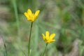 Closeup photo of St. Anthony Turnip Ranunculus bulbosus wild flower Royalty Free Stock Photo