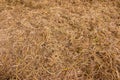 Closeup photo of stack of the rice straw.