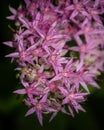 Sedum, stonecrops in the garden