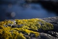 CloseUp photo Stones and Rocks on a seashore covered with yellow moss with blue sea background