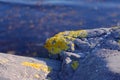 CloseUp photo Stones and Rocks on a seashore covered with yellow moss with blue sea background