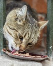 Closeup photo of street cat eating food in a hiding place. Royalty Free Stock Photo