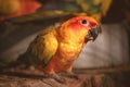 Closeup photo of a Sun parakeet Aratinga solstitialis eating