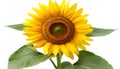 Closeup of a sunflower with green leaves on white background Royalty Free Stock Photo