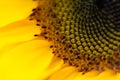 Closeup photo of sunflower