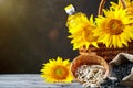 Closeup photo of sunflowers and sunflower oil with seeds on on a wooden table. Bio and organic concept of the product. Royalty Free Stock Photo