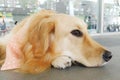 A closeup photo taken on a Golden Retriever dog in a public space