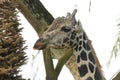 The closeup photo taken on the head of a Giraffe in the wild Royalty Free Stock Photo