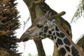 The closeup photo taken on the head of a Giraffe in the wild Royalty Free Stock Photo