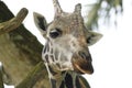 The closeup photo taken on the head of a Giraffe in the wild Royalty Free Stock Photo