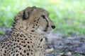 A closeup photo taken on the side view of the head of a Cheetah at rest