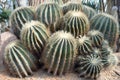 A closeup photo taken on some Golden Barrel Cactus