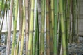 A closeup photo taken on some green bamboo sticks branches Royalty Free Stock Photo