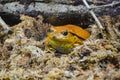 A closeup photo of tomato frog Dyscophus. Royalty Free Stock Photo