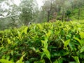 Closeup photo of top green tea leaves covered with morning dew on highland tea plantation Royalty Free Stock Photo