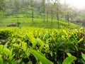 Closeup photo of top green tea leaves on the tea plantation at early morning Royalty Free Stock Photo