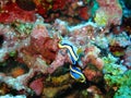 Closeup photo of two blue and yellow Philippines nudibranchs sea slugs in wildlife on the colorful coral background.