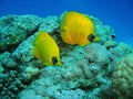 Closeup photo of two butterfly fishes .They are among the coral in wildlife.