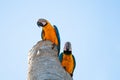 Closeup photo of two curious Macaws on a dead tree stump.