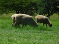 Closeup photo of two ram Hampshire sheep grazing in a lush bright green grass field Royalty Free Stock Photo