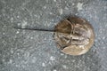 Closeup photo of upper part of horseshoe crab with long tail Royalty Free Stock Photo