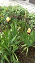 Closeup photo of Vibrant and Colorful Spring flowers and plants in garden