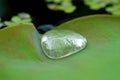 Closeup Photo of a Water Drop on the Lotus Leaf Royalty Free Stock Photo