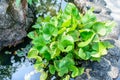 Closeup photo of water hyacinth