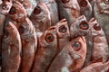 Closeup photo of wet fresh red fishes which lying on each other Royalty Free Stock Photo