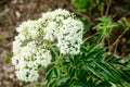 closeup photo of white flower valerian Royalty Free Stock Photo