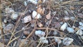 Closeup photo of white pebbles and rocks under dry grass blades on sandy ground Royalty Free Stock Photo