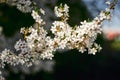 Closeup photo of white petaled flowers. Sakura, cherry blossom in bloom.