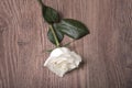 Closeup photo of a white rose on wooden Royalty Free Stock Photo