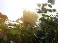 Closeup White roses in garden