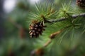 Closeup photo of wild pine branch. Generate ai