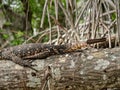 Closeup photo of wild of vran lizard sitting on the tree at rainforest and looking for victim