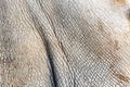 White Rhinoceros Closeup Skin Texture Royalty Free Stock Photo