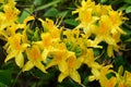 Closeup photo of Yellow Azalea flower, latin name Rhododendron Luteum, in full blossom,