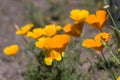 Closeup photo of yellow daisy-field flowers Royalty Free Stock Photo