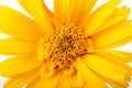 Closeup photo of a yellow daisy flowers Royalty Free Stock Photo