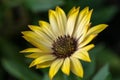 Closeup photo of yellow daisy. Royalty Free Stock Photo