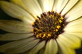 Closeup photo of yellow daisy. Royalty Free Stock Photo