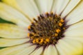 Closeup photo of yellow daisy. Royalty Free Stock Photo