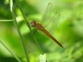 Closeup photo of a yellow dragonfly perched on branch of tree Royalty Free Stock Photo