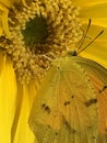 Closeup photo of a yellow flower and butterfly. Royalty Free Stock Photo