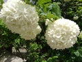 Focused photo of white flowers on green branch. Partially blurred background