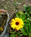 Closeup photo of yellow flowers in the garden, isolated. Partiality Blurred background